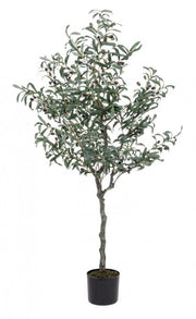 Pianta di ulivo con vaso nero 156h cm