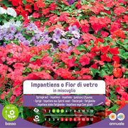 Semi Di Impatiens O Fior Di Vetro In Miscuglio