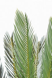 Plant with pot Palm Cycas 28 leaves 120h cm